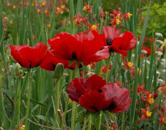 اختلاف آماری در مصرف مواد مخدر دارویی/ تصمیم نهایی درباره کشت شقایق الیفرا تا یک ماه آینده