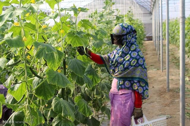 هرمزگان چهارمین استان گلخانه‌ای کشور شد