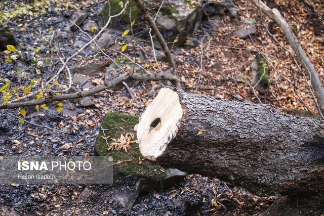 خطر وقوع آتش‌سوزی و سقوط شاخه درختان در گلستان