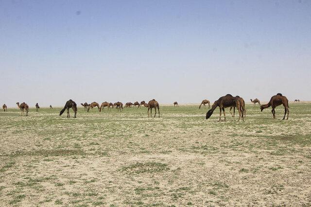زنگوله حیات در جازموریان به صدا درآمد/ آبگیری ۳۰ درصد تالاب