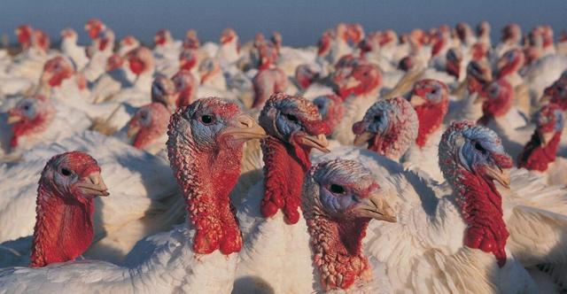 تولید سالیانه ۳۴۲ تُن گوشت بوقلمون در بهار