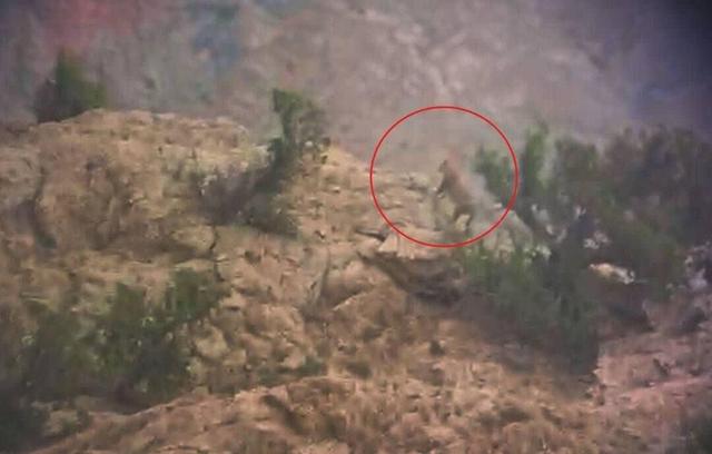 باقری: پلنگ ایرانی در منطقه خرمنه‌سر طارم مشاهده شد