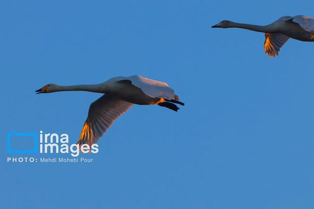 فیلم | ترافیک در آسمان مازندران؛ گله‌های جدید قوهای مهاجر به تالاب سرخرود رسیدند