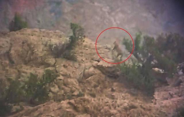 پلنگ ایرانی در منطقه خرمنه‌سر طارم مشاهده شد