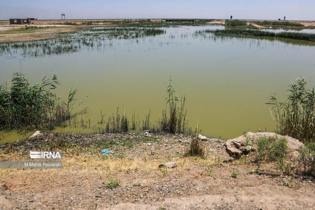 آغاز آبگیری تالاب صالحیه / تنها زیست بوم تالابی البرز جانی تازه گرفت