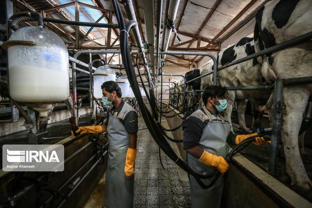 کاهش تولید روزانه هزار تن شیر خام در اصفهان
