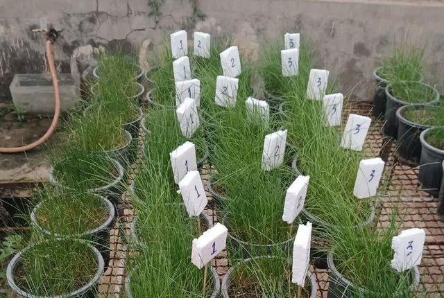 تحقیقات در زمینه گیاهان سازگار با اقلیم خوزستان در دانشگاه چمران اهواز کلید خورد