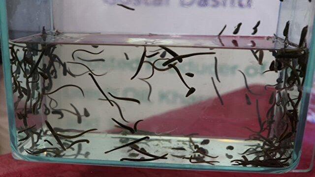 تولید ۱۵۰ هزار قطعه زالوی طبی در واحد پرورش زالوی قزوین