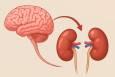 ارتباط عملکرد کلیه‌ها با سلامت مغز کشف شد
