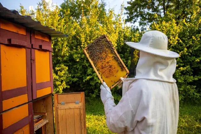 توصیه‌های مهم معاون جهاد کشاورزی گلستان برای حفظ جمعیت زنبورها در زمستان