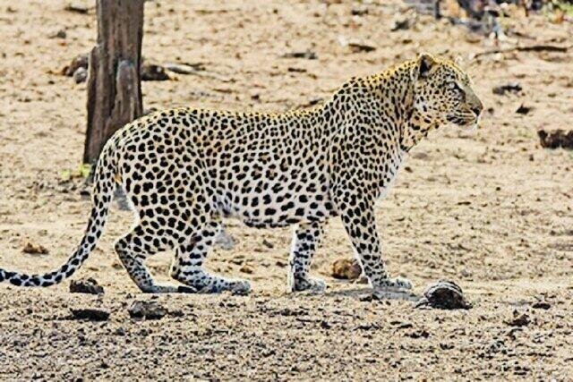 حمله پلنگ به دام‌های اهلی رودان/ ۶ رأس بز تلف شد