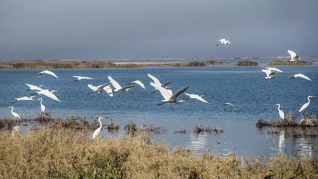 فرود پرندگان مهاجر در تالاب‌های شمال استان اردبیل