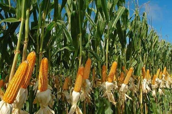 بازار بذر استان اردبیل ساماندهی می‌شود