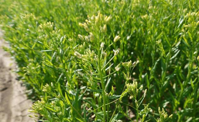 آغاز کشت گسترده کاملینا در کوهدشت / گامی مؤثر برای آینده کشاورزی لرستان