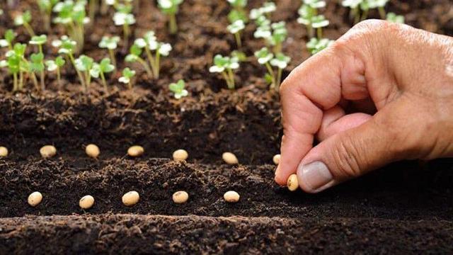 بازار بذر استان اردبیل ساماندهی می‌شود