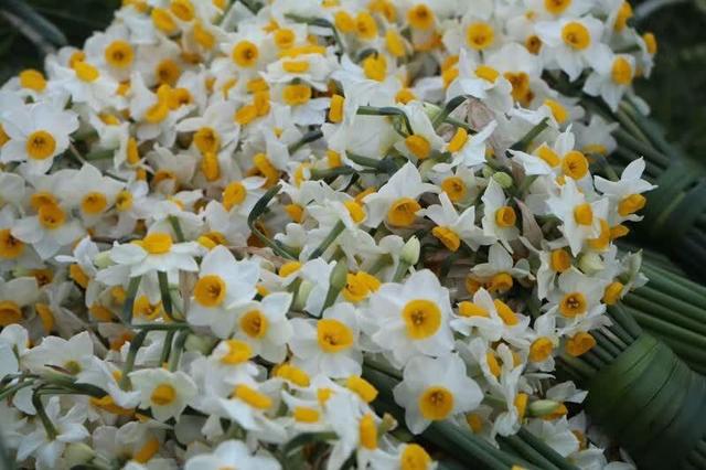 هشتمین جشنواره ملی گل نرگس در جویبار برپا شد