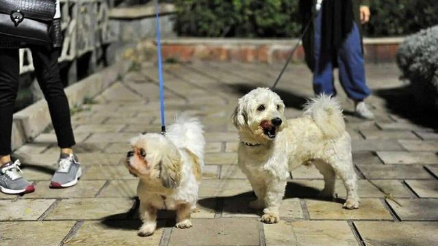 شمار مصدومان سگ‌گرفتگی در مازندران ۸ درصد کمتر شد