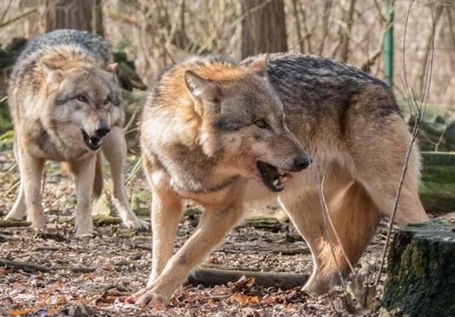 احتمال حضور حیات‌وحش در مناطق مسکونی/شهروندان از غذارسانی خودداری کنند