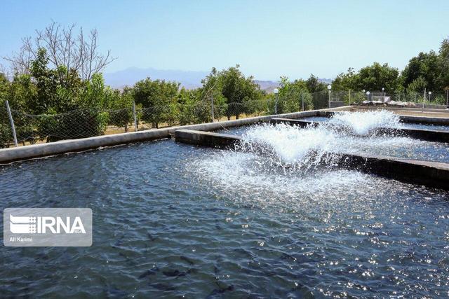 شهرستان انگوت با ۲۰ مزرعه ماهی، قطب آبزی‌پروری استان اردبیل