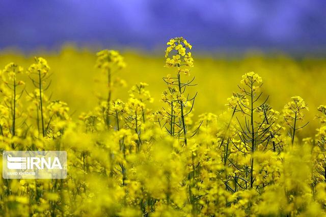 پیش‌بینی تولید ۴۰۰ هزار تن دانه‌های روغنی