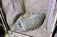 وضعیت سلامت پلنگ شهمیرزاد در حال بررسی است