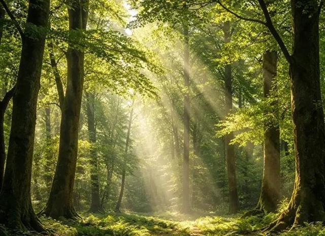 آیا درختان واقعاً احساس دارند و درد را می‌فهمند؟