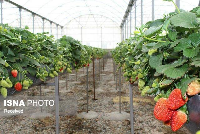 گلخانه‌های هوشمند؛ پیشران پایداری و صادرات محصولات کشاورزی زنجان