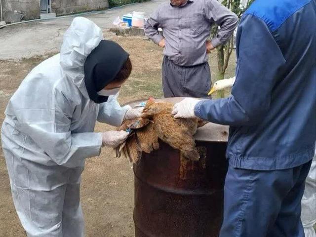 پایش ۱۰ هزار واحد آنفلوآنزای فوق‌حاد طیور در مازندران