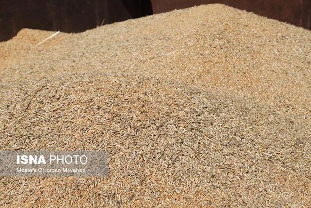 امسال چقدر گندم خارجی خریدیم؟
