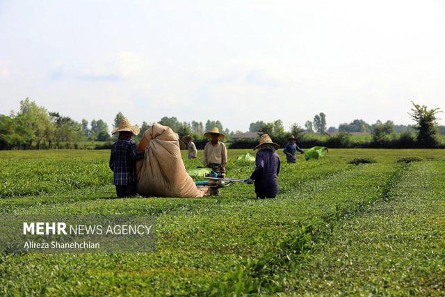 پایان پرونده چای سنواتی در کشور
