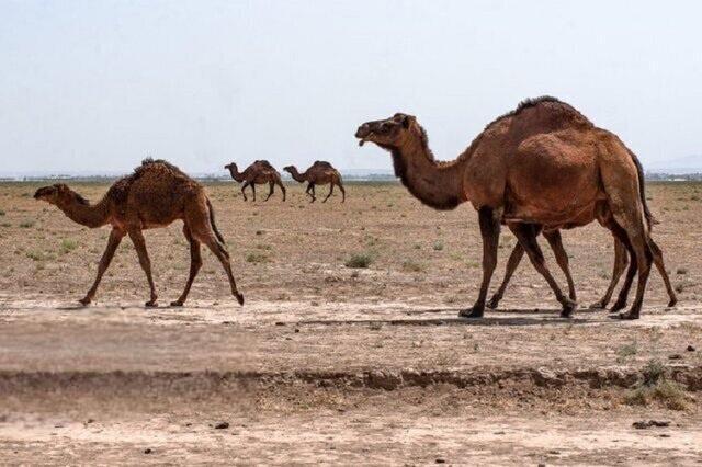 «جشنواره شتر» در دیّر برگزار می‌شود