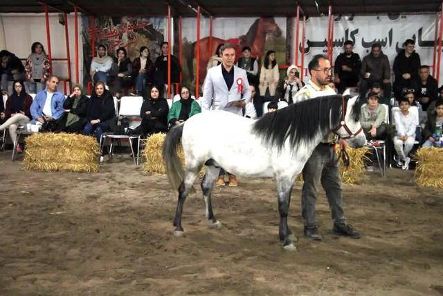 ۱۲۰۰ راس اسب نژاد کاسپین در کشور به ثبت رسیده است