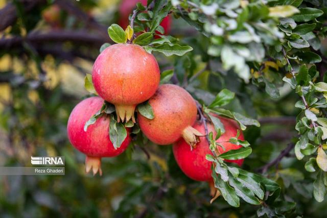 چهار هزار تن انار از باغ‌های گیلان برداشت شد