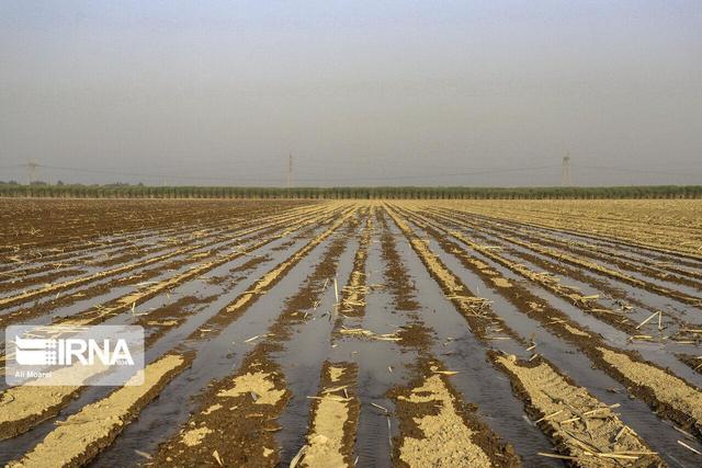 ۱۱۷ هزار هکتار گندم و جو در خراسان شمالی زیر کشت پاییزه رفت