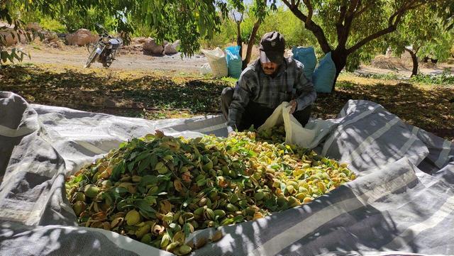امسال صادرات بادام مامایی از چهارمحال و بختیاری ۴۰ میلیون دلار ارزآوری داشت