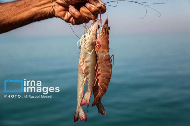 مازندران سرزمین فرصت‌ها؛ گام عملی دولت برای ایجاد مجتمع پرورش میگو در شمال کشور