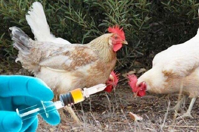 آغاز مرحله سیزدهم طرح ایمن‌سازی رایگان طیور بومی در خراسان رضوی علیه بیماری «نیوکاسل» 