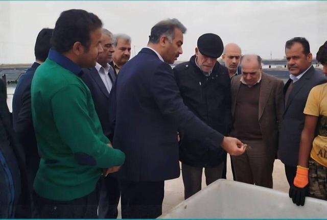 عبدالعلی‌زاده: توسعه پرورش میگو ،زمینه ساز تحقق اقتصاد دریامحور است