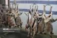 کاهش ۱۰ درصدی قیمت گوشت قرمز در قزوین در دستور کار است