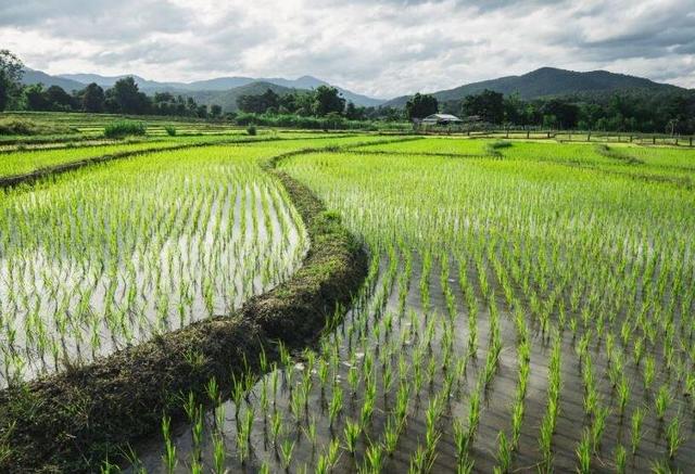 بحران کمآبی در بزرگترین تولیدکننده برنج جهان نمایان شد