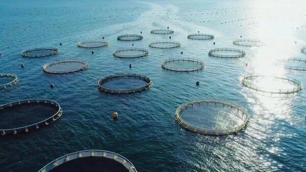 ظرفیت پرورش ماهی در قفس تا ۱۰ هزار تن قابلیت توسعه دارد