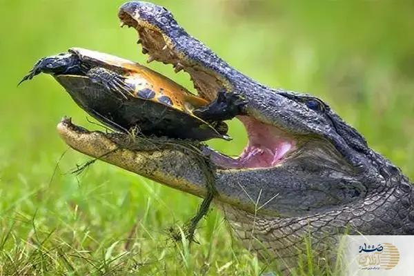 ببینید/لحظه‌ای نفس‌گیر از حیات‌وحش؛ قدرت بی‌رحم تمساح