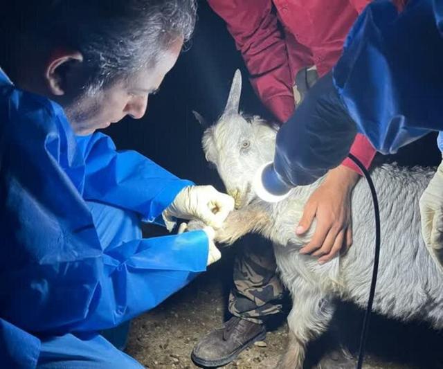 بیماری‌یابی دام در مناطق عشایرنشین «بن‌بید» دشتی انجام شد