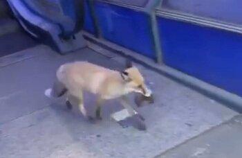 دلیل افزایش روباه‌ها در سطح شهر چیست؟