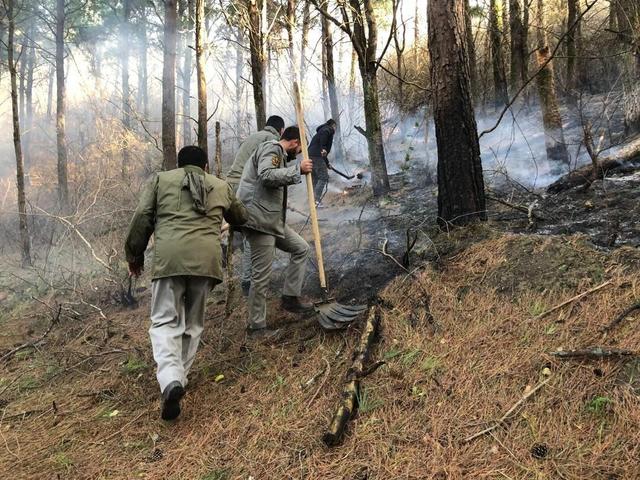 خودکار: ۷۵۰۰ متر از پوشش جنگلی لیسار تالش طعمه حریق شد