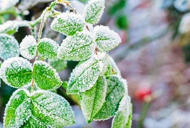 ماندگاری سرما تا اواسط هفته در کردستان