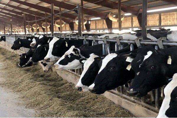 نگهدار: مازندران در جمع استان‌های پیشرو پرواربندی دام قرار گرفت