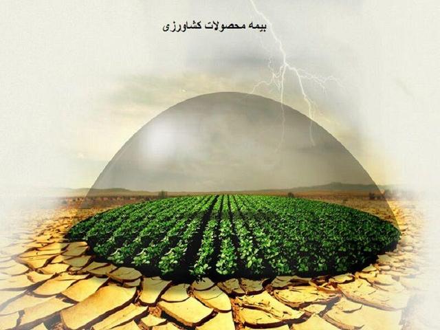 کشاورزان کهگیلویه و بویراحمد برای ثبت‌نام بیمه فراگیر گندم تا پایان دی ماه فرصت دارند