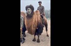 ارتش هند شتر‌های دوکوهانه را برای مناطق سرد لداخ به کار گرفت