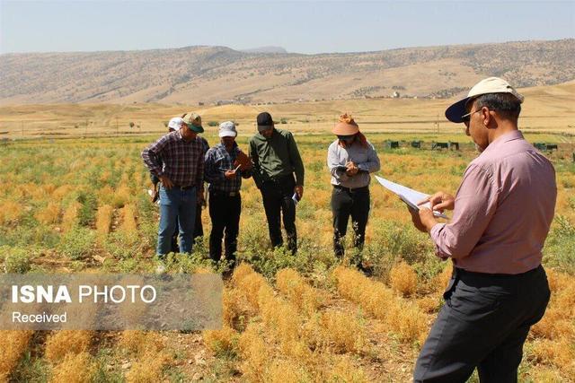 کشاورزان زنجانی زمان‌بندی کشت و استفاده از بذر مناسب را رعایت کنند